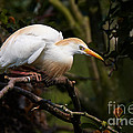 Cattle egret in a tree