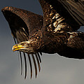 Juvenile bald eagle in flight