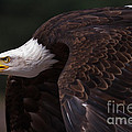 Close-up of an American Bald Eagle in flight