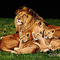 Lion family lying in the grass