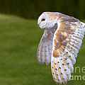 Barn Owl in flight