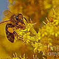 Bee on a yellow flower