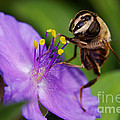 Closeup of a bee on a purple flower