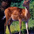 Deer in the woods