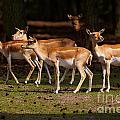 Herd of Blackbuck Antilopes in a dark forest
