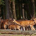 Herd of deer in a dark forest