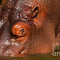Hippo going into the water