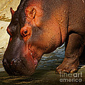 Hippo on the waterfront