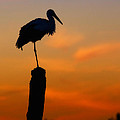 Storck in silhouette high on a pole