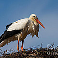 Stork on her nest