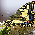Swallowtail butterfly