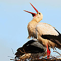 Two white storks on a nest