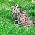 young rabbits