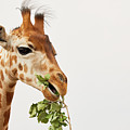 Portrait of a Rothschild Giraffe 